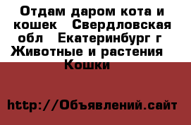 Отдам даром кота и кошек - Свердловская обл., Екатеринбург г. Животные и растения » Кошки   